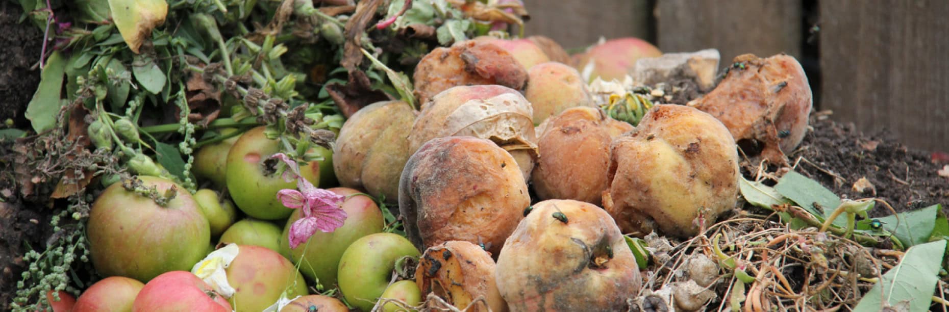 Composting fruit