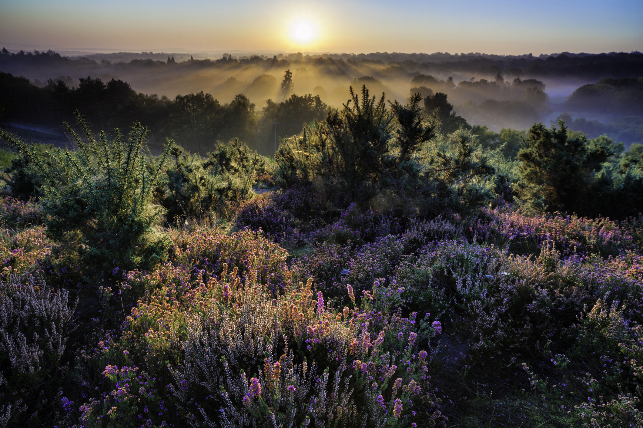 Dawn In The Surrey Hills