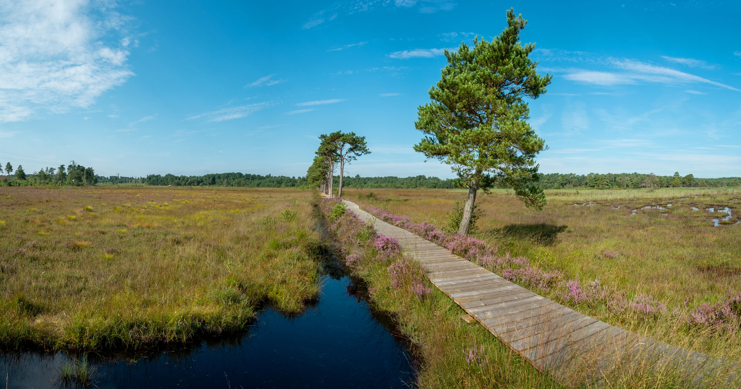 Thursley Nature Reserve In The Surrey Hills