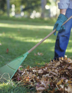Person raking leaves